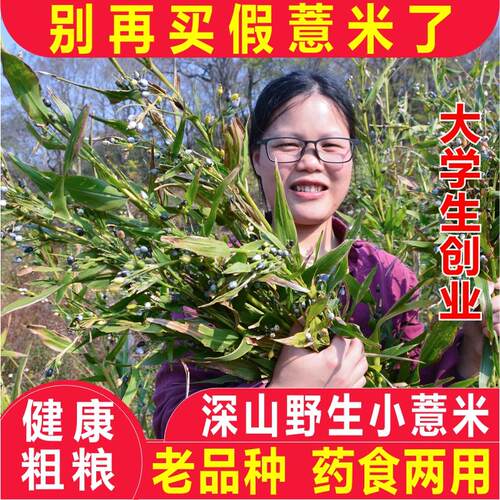 纯野生小薏米仁农家晒无硫薏苡仁