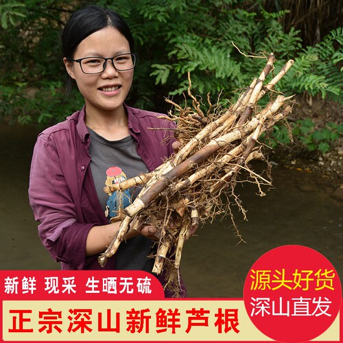山区芦根干芦苇根芦根茶芦茅苇根