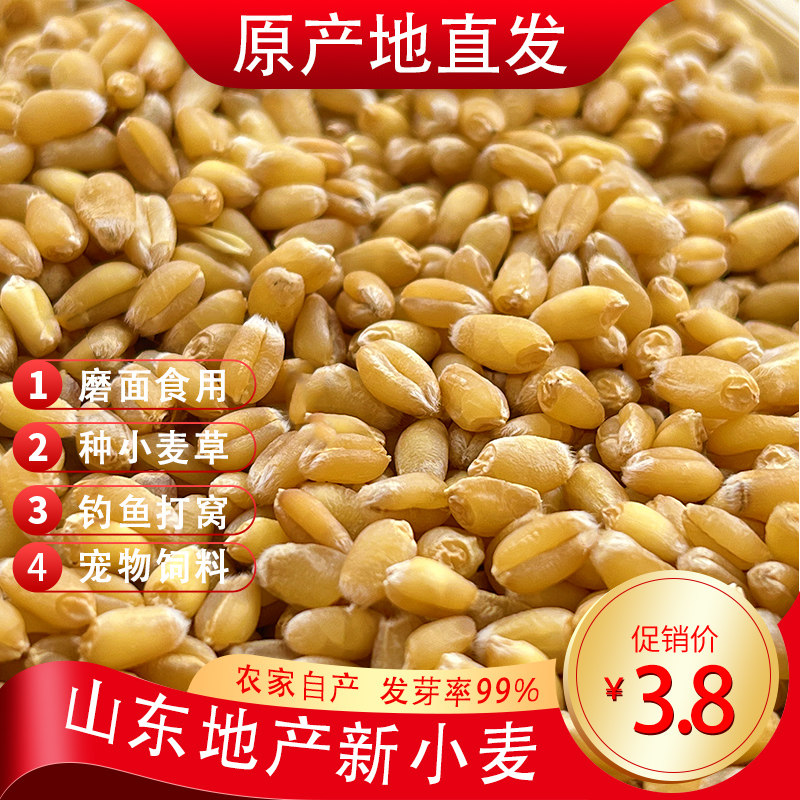 小麦种子发芽麦芽糖猫草