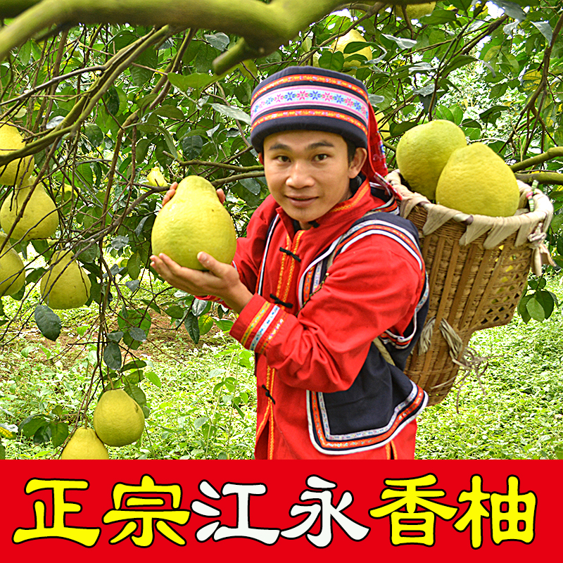 江永老树香柚纯甜不酸自产自销