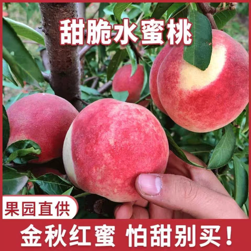 桃子新鲜水蜜桃脆甜桃子食补香满