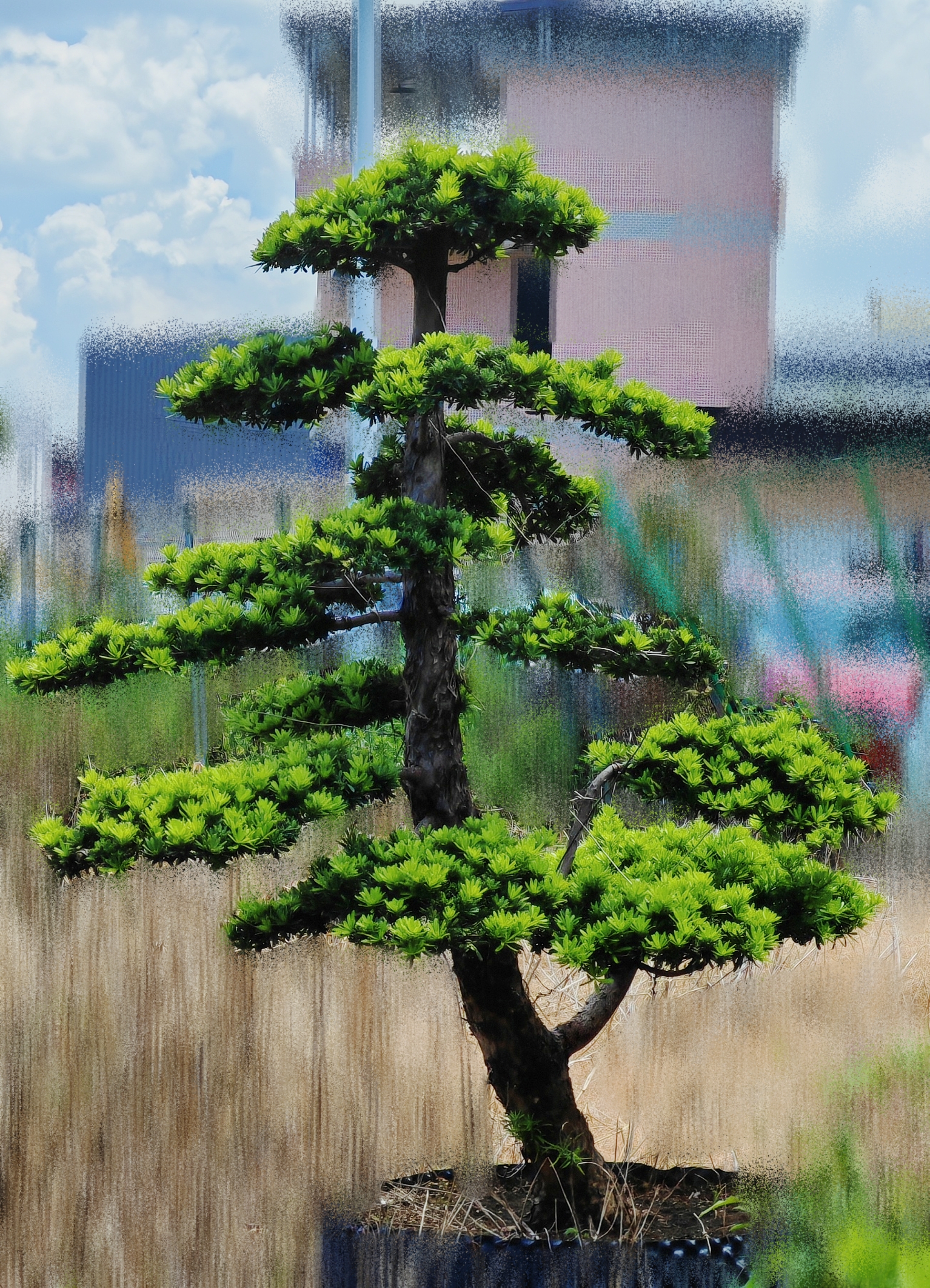 2米高的金钻罗汉松精品造型地景