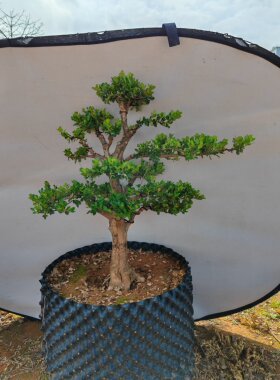 耐寒耐高温约100棵上海崇明岛精品白皮瓜子黄杨，一棵也是批发价