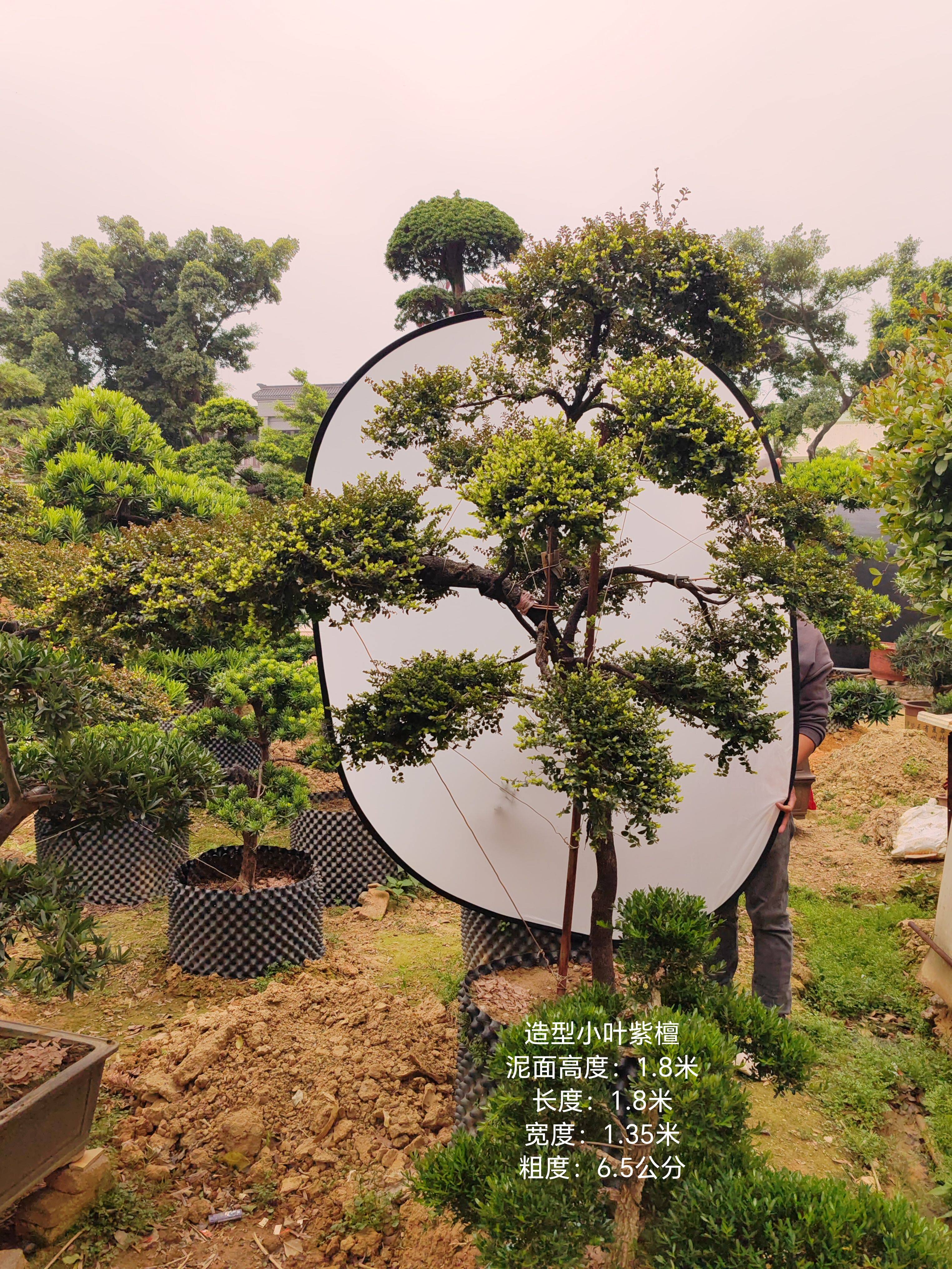 一米八的台湾小叶紫檀长飘迎客造型细叶紫檀真树庭院花园天台植物