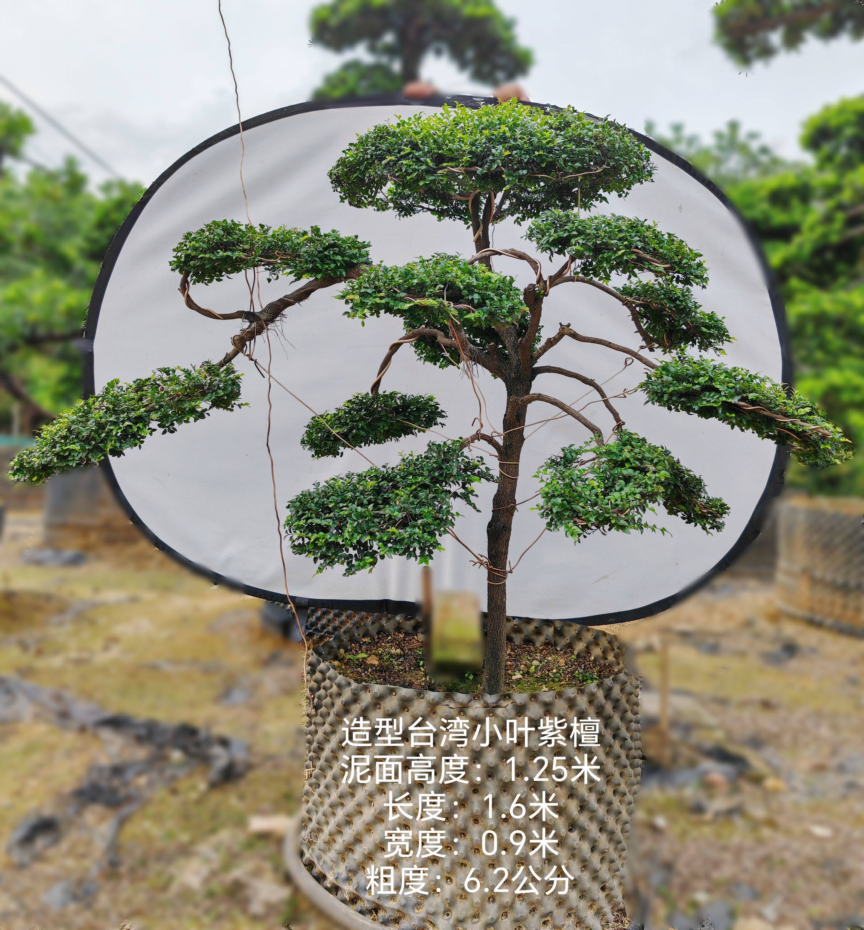 一米造型台湾小叶紫檀细叶紫檀好养易活庭院花园高端绿植紫气东来