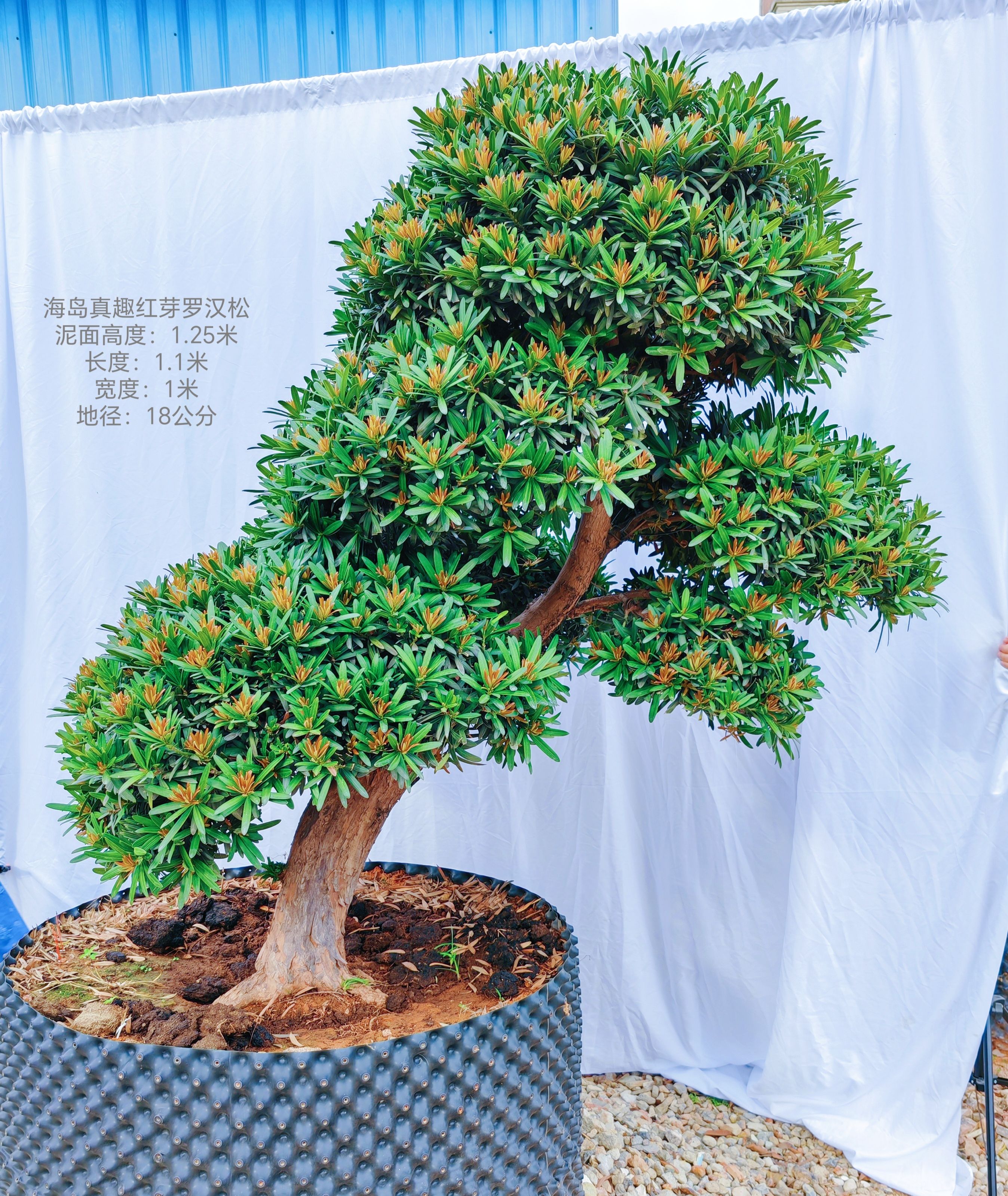 1米以上孤品自然曲线美的海岛真趣红芽罗汉松大盆景