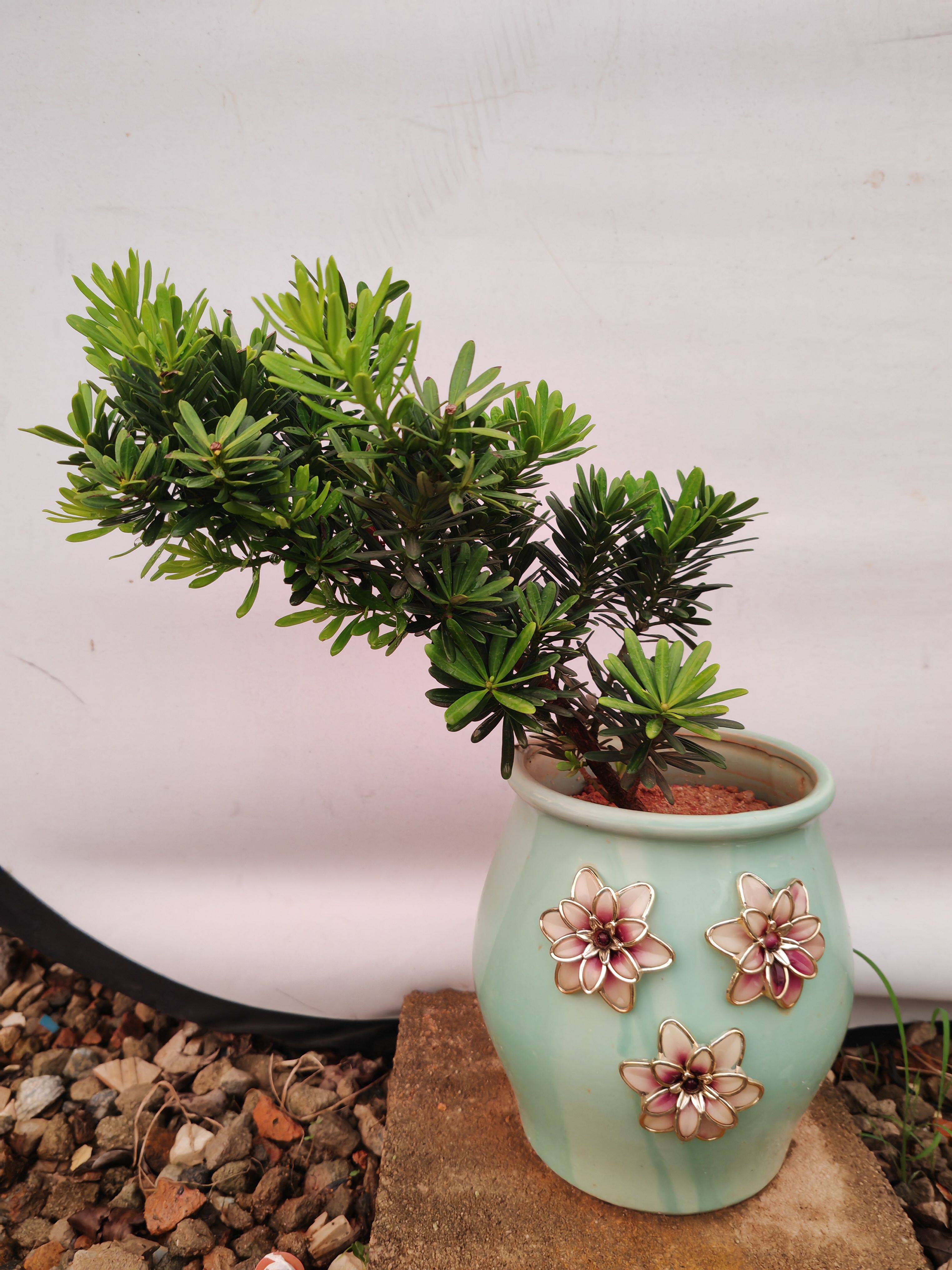 原生金钻罗汉松高度40公分连盆栽好，茶几办公桌摆放绿植小盆景