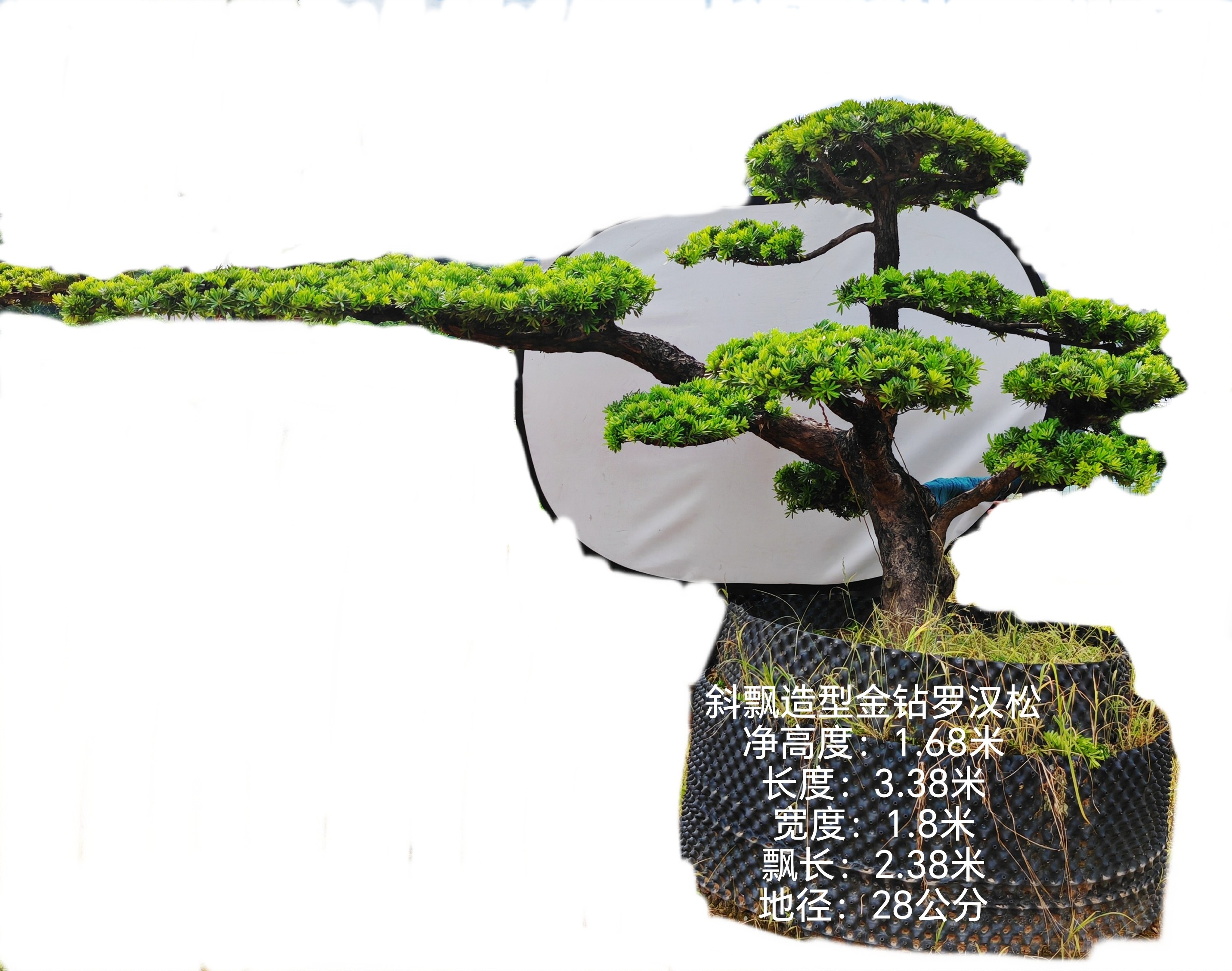 3.38米斜飘迎客松造型金钻罗汉松枝干苍劲有力老桩迎客松金钻