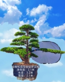 2米1 迎客长飘金钻罗汉松庭院花园高端金钻罗汉松精品造型地景