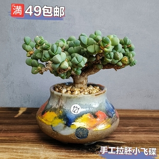 景德镇手工多肉花盆坛子姐多肉花盆小陶罐系列飞碟款 拇指盆粗陶