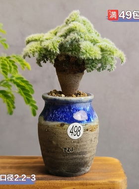 景德镇手工多肉花盆坛子姐拇指盆迷你盆小老桩花盆肉锥枝干番杏盆