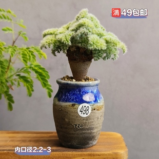 景德镇手工多肉花盆坛子姐拇指盆迷你盆小老桩花盆肉锥枝干番杏盆