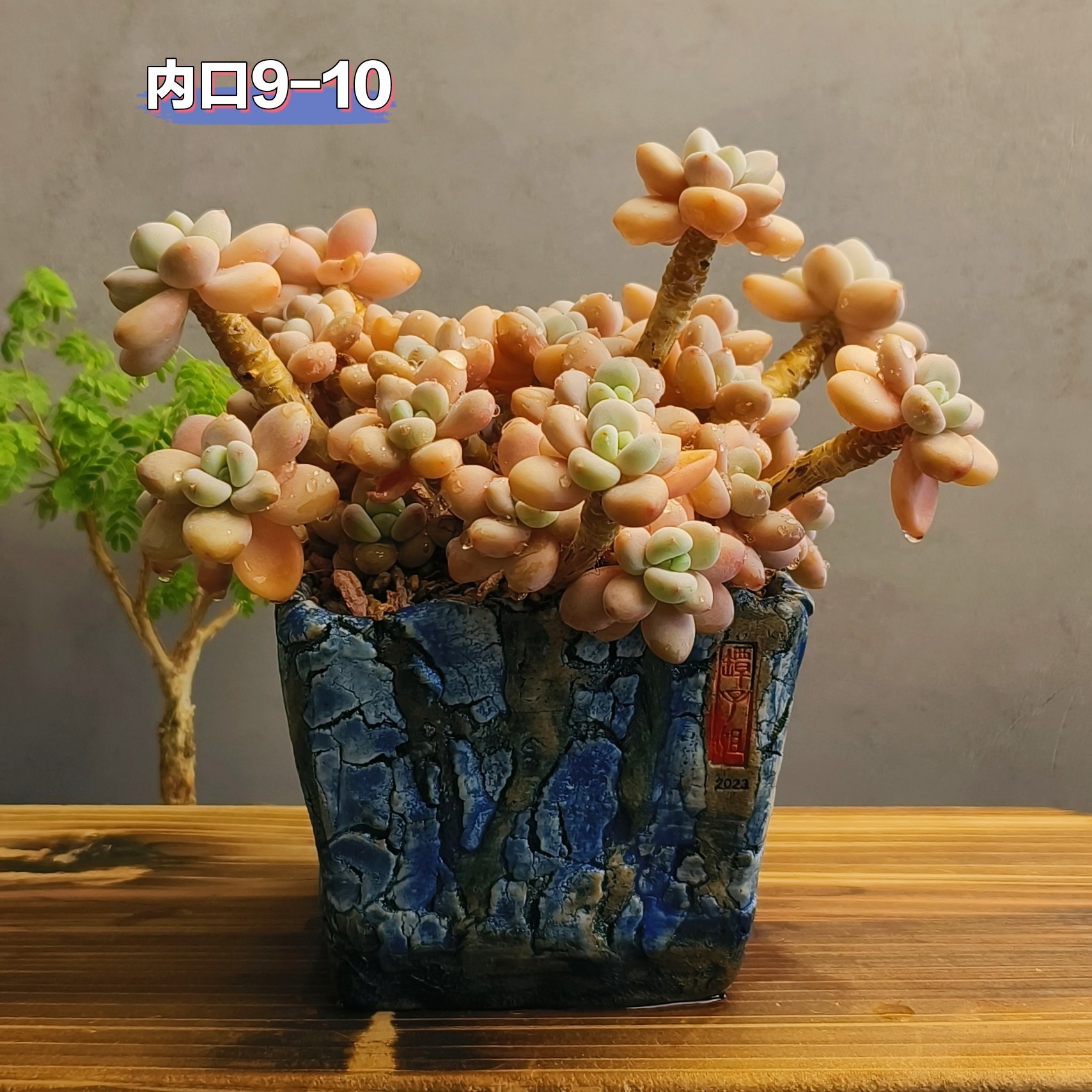 景德镇手工多肉花盆坛子姐多肉花花盆