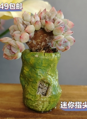 绿色景德镇手工多肉花盆拇指盆手捏迷你花盆异形小老桩花盆指尖盆