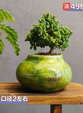 景德镇手工多肉花盆坛子姐拇指盆迷你粗陶小老桩花盆肉锥花盆