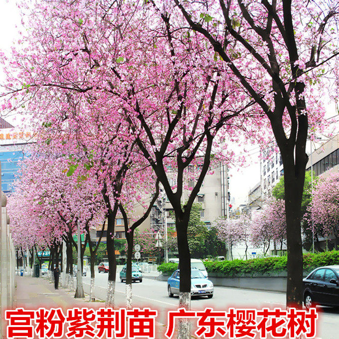 宫粉紫荆苗广东樱花紫荆花树苗庭院绿化苗别墅公园观赏风景树