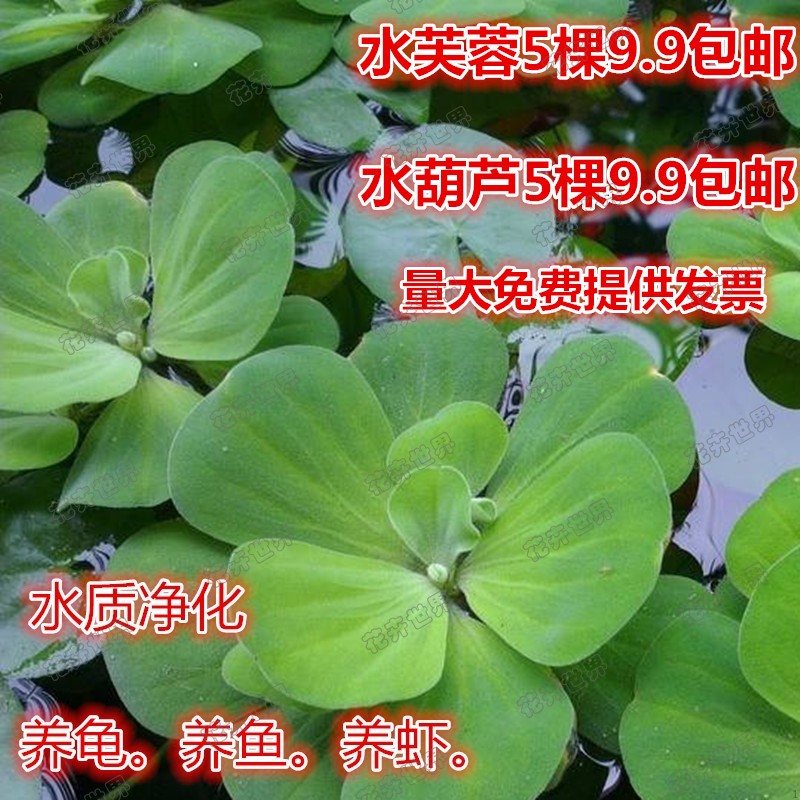 水生植物池塘水葫芦水培绿植水养鱼龟盆栽凤眼莲水芙蓉污水净化器 小编推荐 Wepost 全民代运 马来西亚中国淘宝代运与集运专家 水生植物池塘水葫芦水培绿植水养鱼龟盆栽凤眼莲水芙蓉污水净化器 小编推荐 Wepost 全民代运 马来西亚中国淘宝代运与集运专家