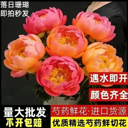 A级落日珊瑚芍药鲜切花变色重瓣