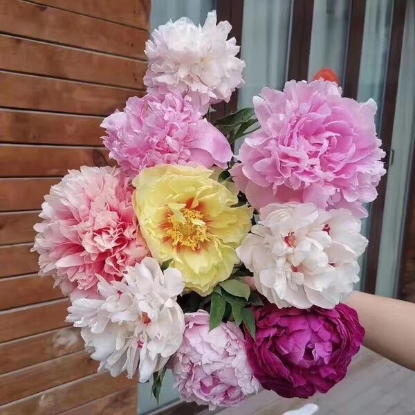 现货芍药鲜花芍药重瓣大花鲜切