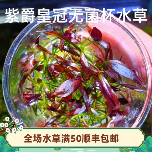 稀有迷你紫爵皇冠无菌易成活水草