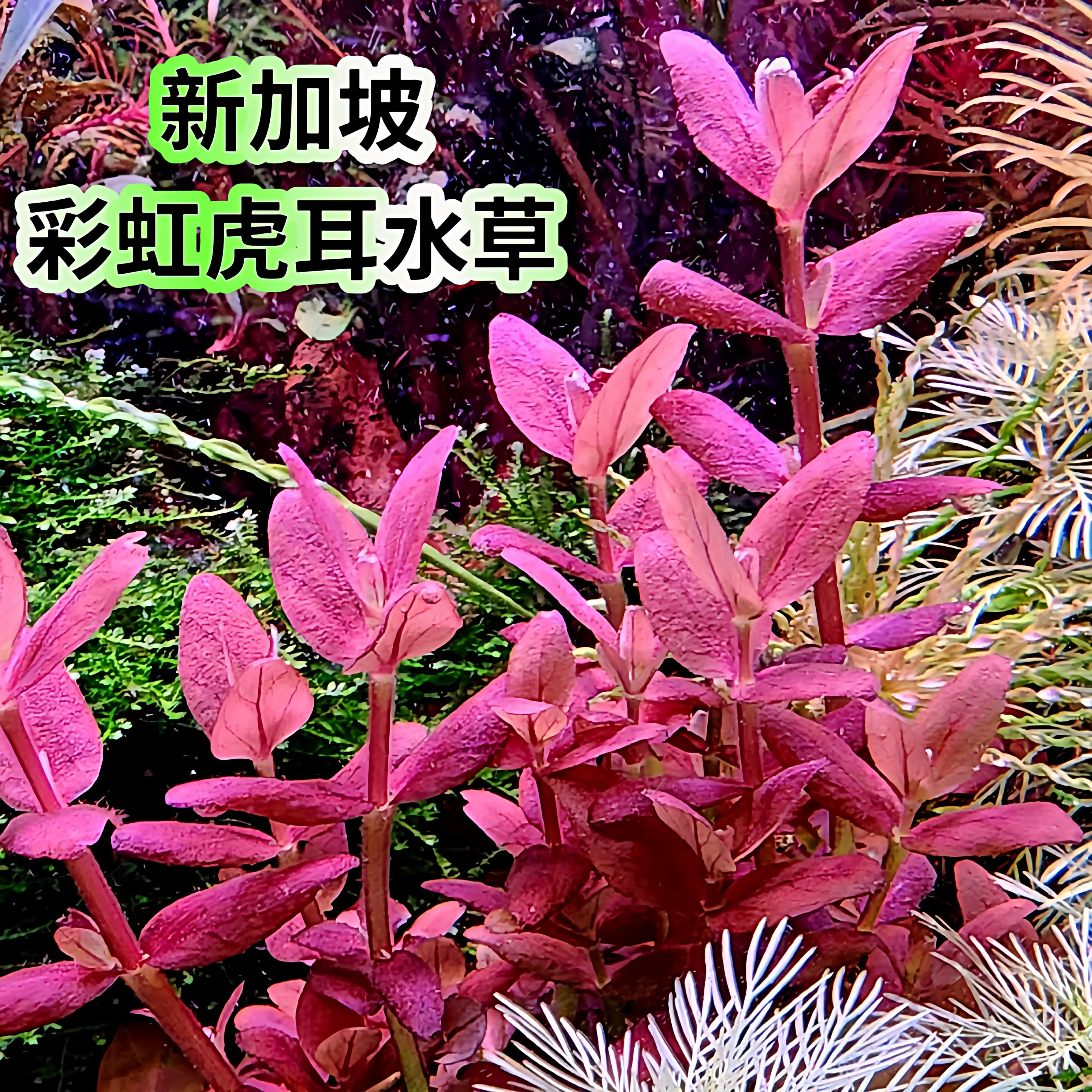 新加坡彩虹虎耳紫虎耳红色水草水下叶鱼缸造景中后景稀有高端淡水