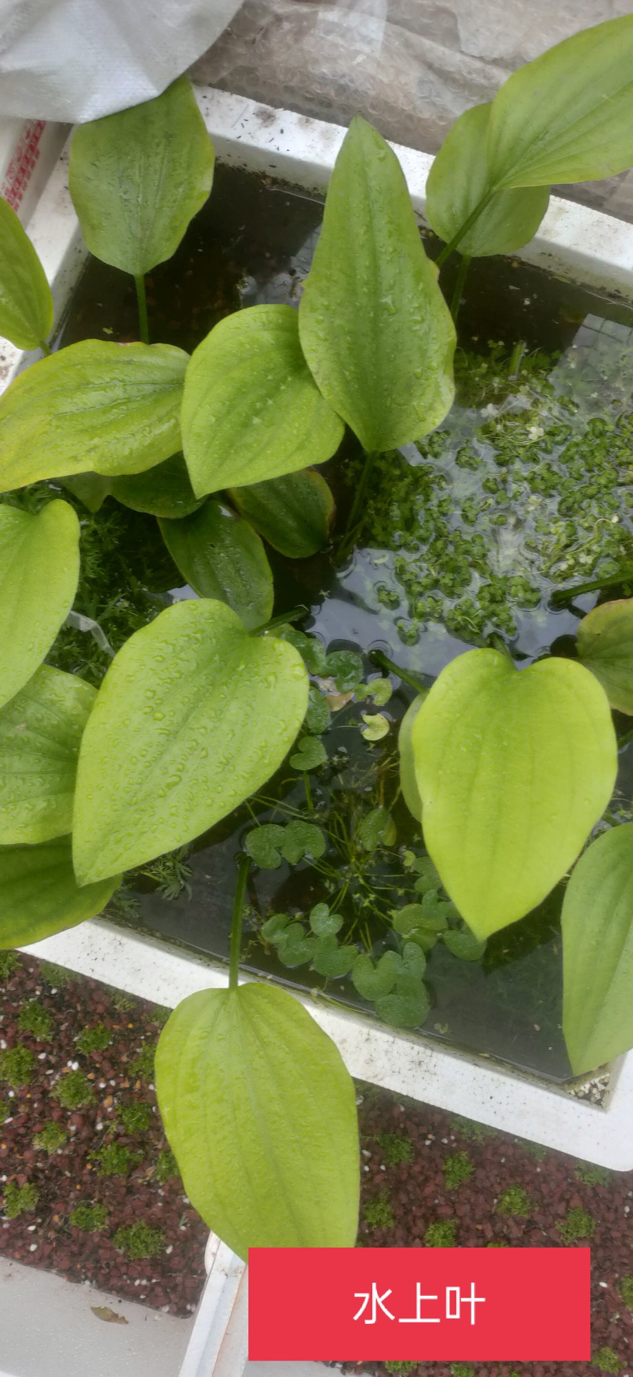 进口新款淡水苦草ada造景水草