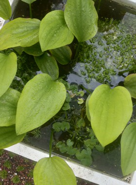 进口新款淡水苦草ADA阿根廷皇冠稀有水草鱼缸造景后景草挺水植物