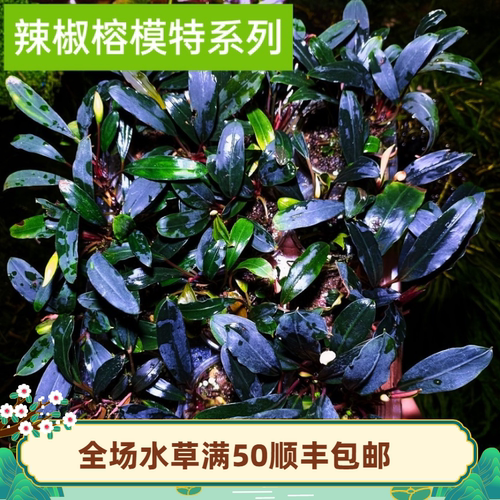 草屿水景辣椒榕水草野印尼