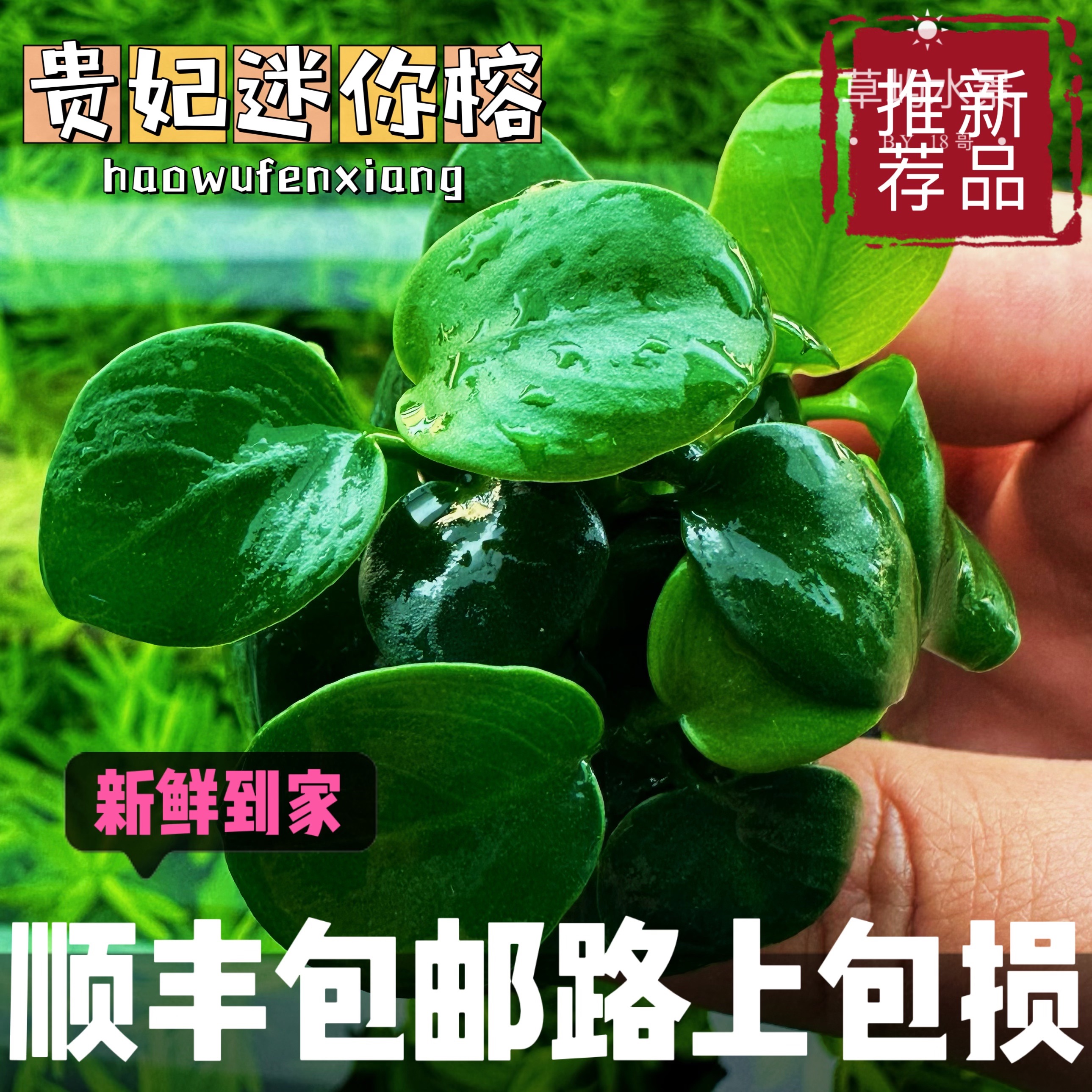 小鱼缸造景阴性迷你榕绑沉木贵妃迷你小水榕水草懒人活体淡水植物