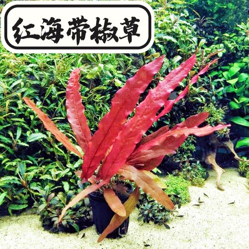 红海带水草椒草红色水草ada稀有无需二氧化碳阴性淡水懒人水草