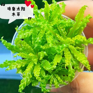 喷泉太阳前中景水草阳性荷兰缸稀有活体水下叶水草鱼缸草缸造景