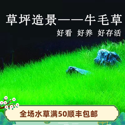 前景水草鱼缸造景迷你牛毛