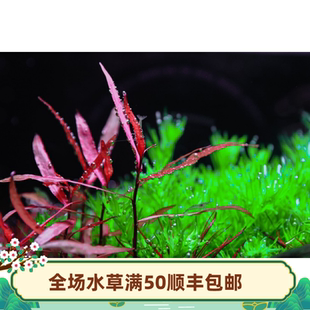 中后景水草活体淡水植物草缸鱼缸造景 水下叶 红水蓼ada 非紫艳柳