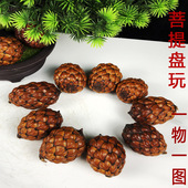 天然文玩铁树籽带壳菩提籽原籽手把件收藏把玩盘玩件