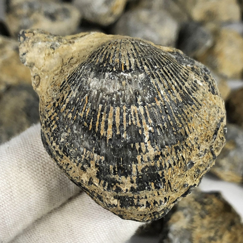 天然贝壳类无洞贝化石海洋古生物扇贝海螺儿童礼物品科普教学标本