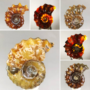 马达加斯加玉化螺化石羊角螺窦维雷菊石原石标本古生物动物教学