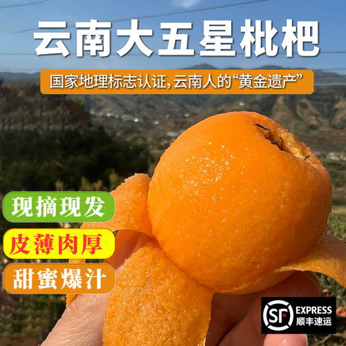 云南五斤大五星枇杷现摘新鲜水果
