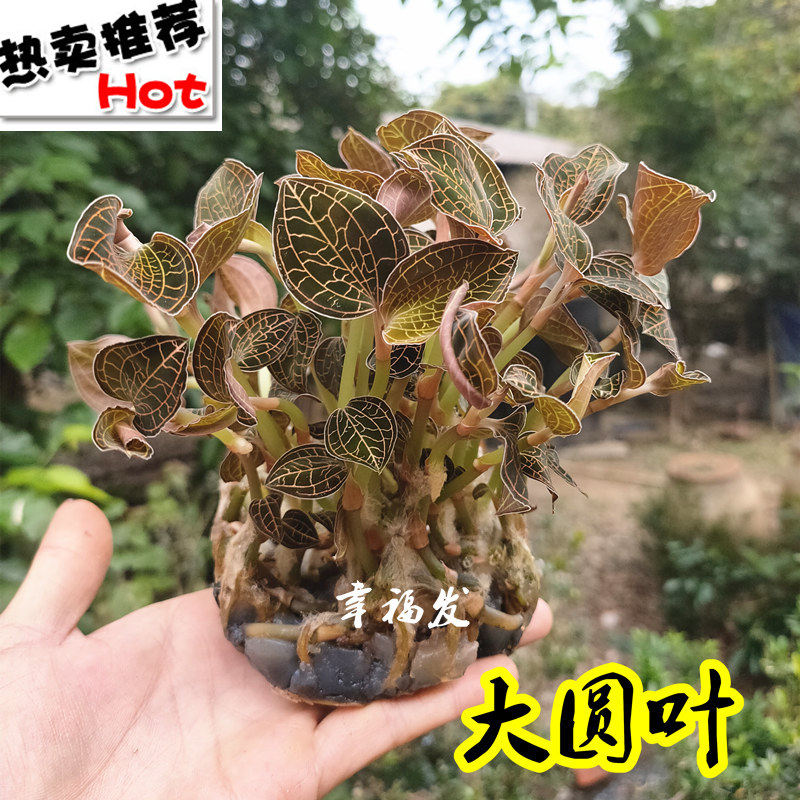 金线莲苗金线莲种苗金草福建南靖钱花草盆栽种植土楼特产【大叶】