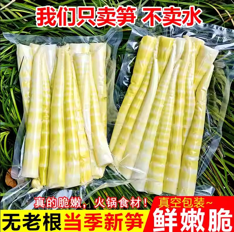 小竹笋新鲜现挖野生春笋四川鲜竹笋干笋子笋尖方竹笋火锅笋商用