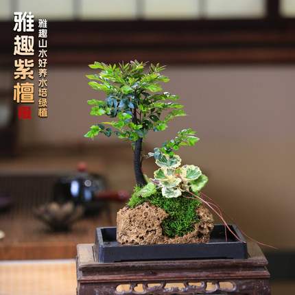小叶黑骨檀盆栽水陪植物吸水石桌面造景山石盆景室内耐阴四季常绿