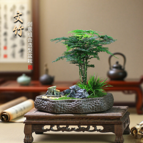 文竹盆栽造景办公室绿植公司工会好养桌面室内茶桌DIY鲜活植物