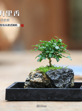 蕨类植物九里香摆放茶几吸水石盆栽罗汉松趣味桌面水培植物小盆景