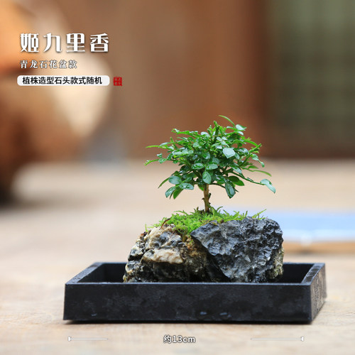 吸水石桌面水培植物创意迷你盆栽