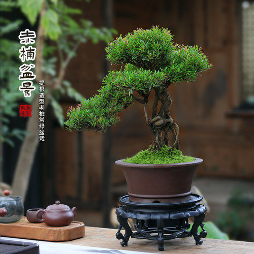小叶赤楠盆景老桩室内桌面绿植