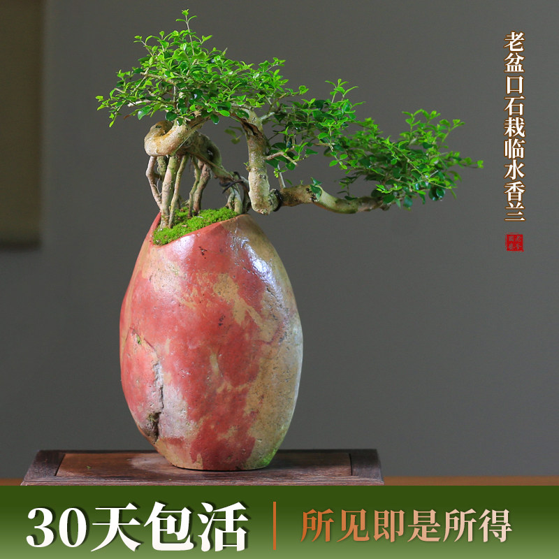 香兰一物一拍盆栽造型绿植庭院客厅四季常青好养植物海南香兰树