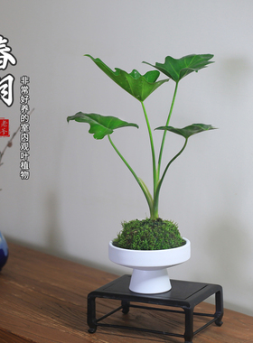 春羽水培植物室内耐阴好养绿植苔藓球办公室苔玉球桌面植物盆栽