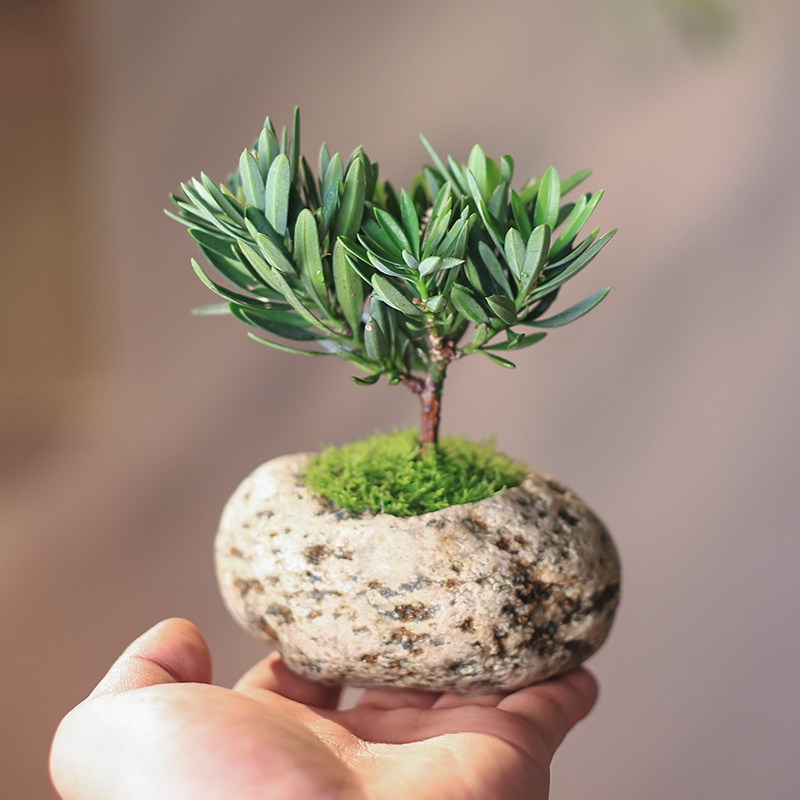 海岛菊花心罗汉松石头盆栽办公室桌面绿植迷你摆件秋冬室内植物