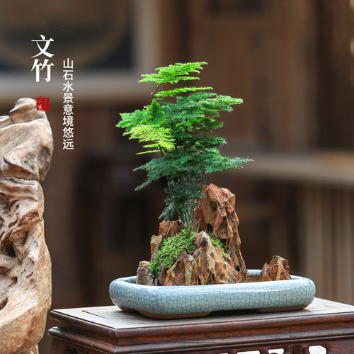 附石菖蒲吸水石盆景茶桌禅意盆栽