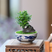 九里香盆栽植物办公室室内桌面小型绿植小叶迷你花卉假山盆景常绿