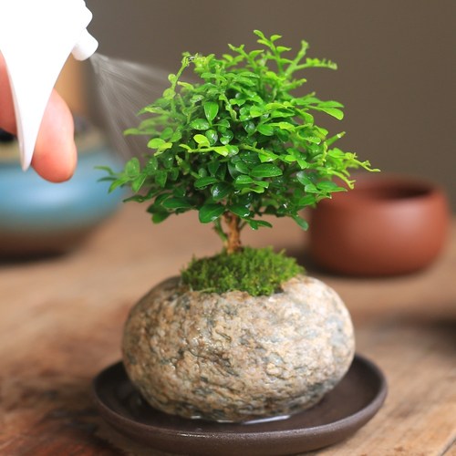 石头盆栽造景小摆件精致微型绿植